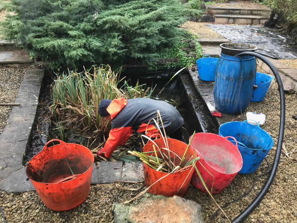 pond maintenance